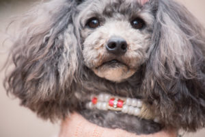 涙やけを起こしやすい犬種がある！