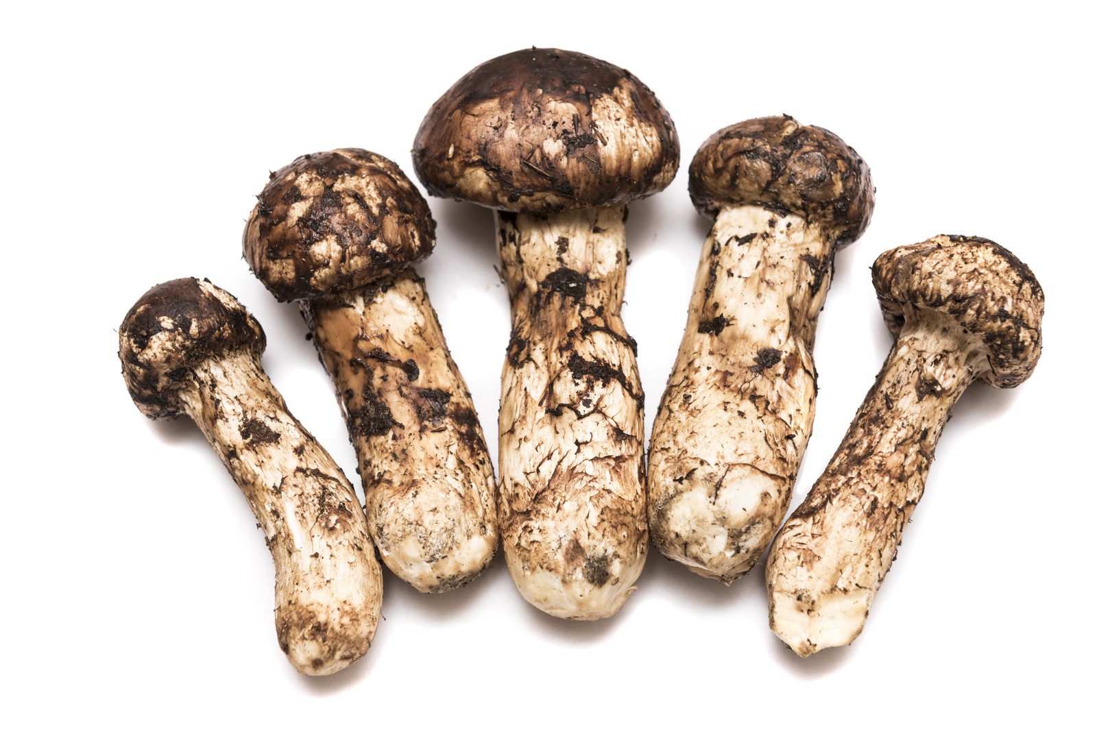 松茸のぬめりって腐ってるの 正しい洗い方と保存方法 松茸のぬめりって腐ってるの 正しい洗い方と保存方法