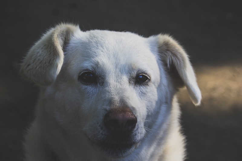 犬 死ぬ前 泣く