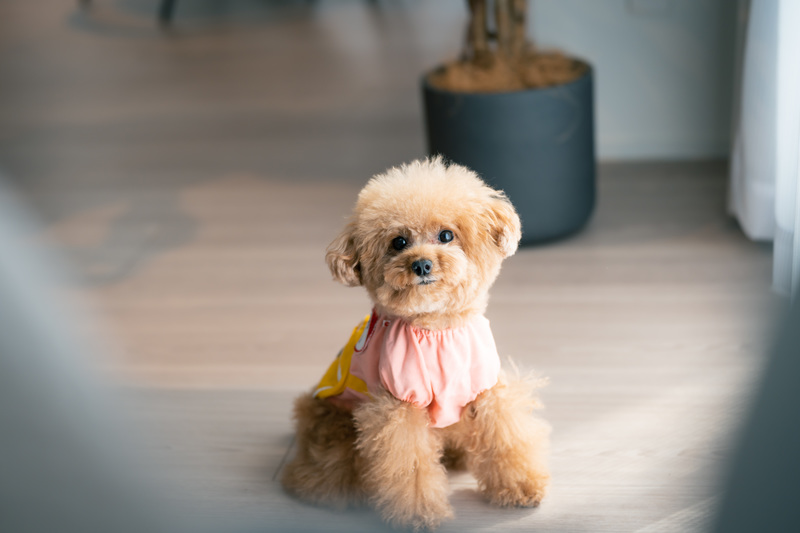 狂犬病ワクチン 期間過ぎた