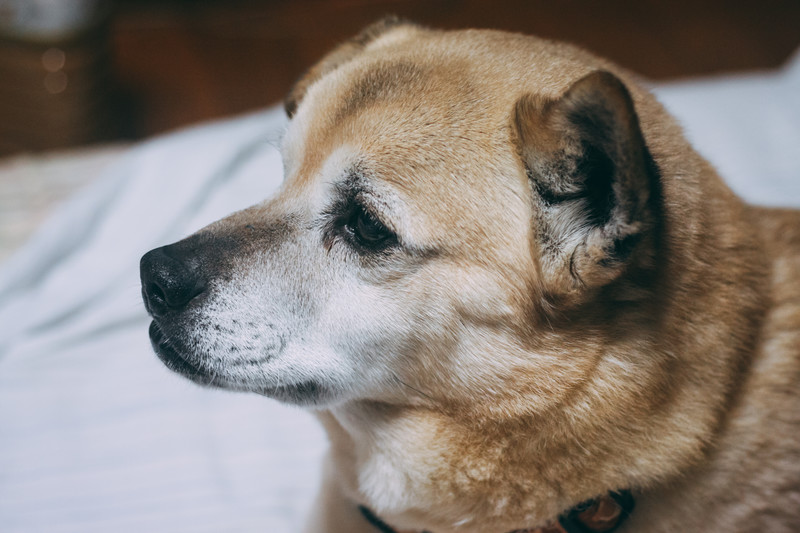 犬 死ぬ前 水飲む